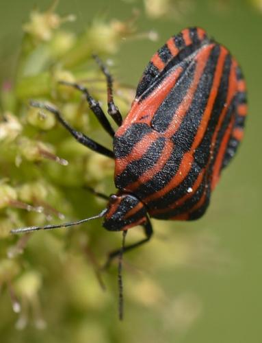Réf. 221 396 : Graphosoma italicum